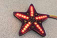 2021-09-15T15:49:29.538Z-starfish-r01.png