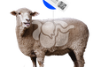 2024-03-12T07:54:21.927Z-sheep goat rumen logger.png