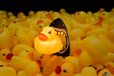 2024-11-12T05:12:22.152Z-duckjaws.jpg