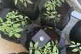 2024-07-01T14:00:25.744Z-Tomato.png
