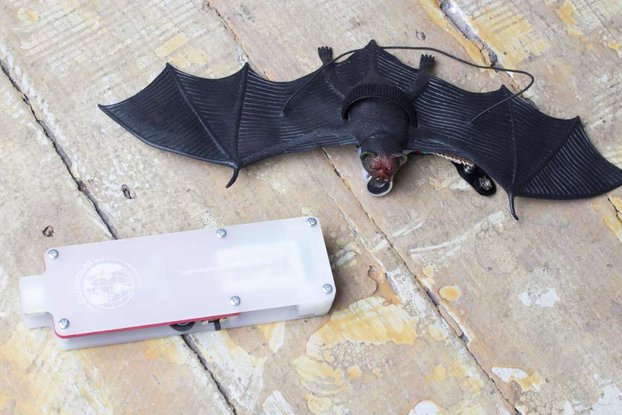 Bat Listener