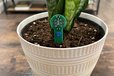 2025-02-13T05:47:39.260Z-Soil Moisture Sensor 2..jpeg