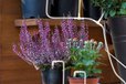 2025-02-05T01:29:23.422Z-Automatic-Programmable-Watering-Devices-Timers-DIY-Drip-Irrigation-Kit-Self-Watering-System-for-Indoor-Potted-Plants-Watered-ezgif.com-crop.jpg